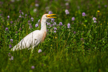 Héron garde-boeufs (Bubulcus ibis - Western Cattle Egret)