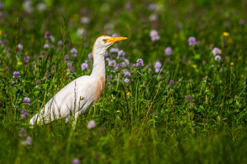 Héron garde-boeufs (Bubulcus ibis - Western Cattle Egret)