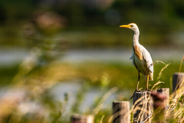 Héron garde-boeufs (Bubulcus ibis - Western Cattle Egret)