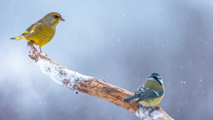 Dzwoniec Chloris chloris © Sawomir