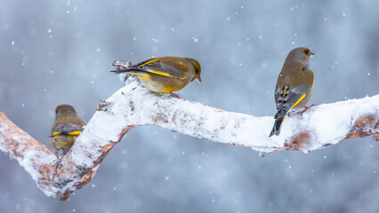 Dzwoniec Chloris chloris © Sawomir