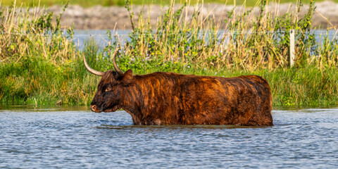 Vaches écossaises Highland Cattle à longs poils dans le marais en baie de Somme