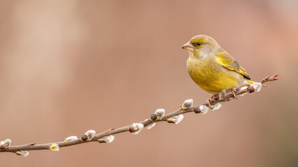 Dzwoniec Chloris chloris © Sawomir