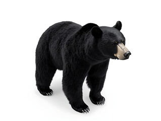 Black bear standing on a white background