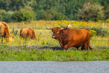 Vaches écossaises Highland Cattle à longs poils dans le marais en baie de Somme