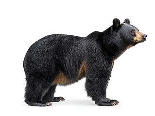 Black bear standing on a white background