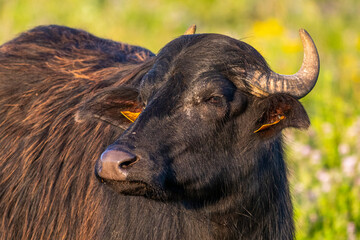 Bufflonnes, buffle d'eau pour l'écopâturage
