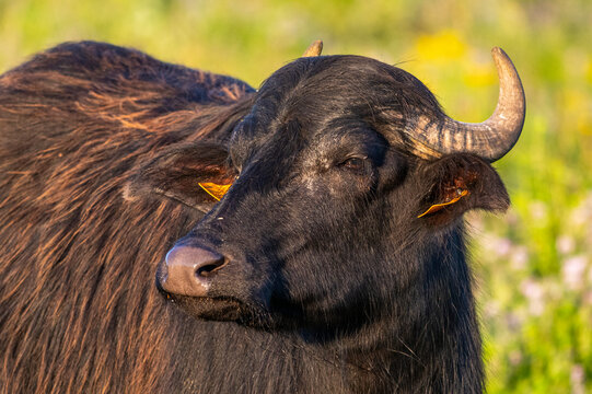 Bufflonnes, buffle d'eau pour l'&eacute;cop&acirc;turage