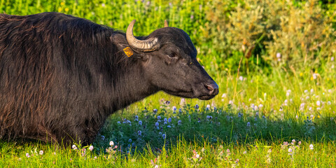 Bufflonnes, buffle d'eau pour l'écopâturage
