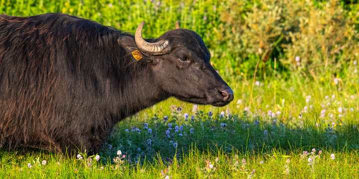 Bufflonnes, buffle d'eau pour l'&eacute;cop&acirc;turage