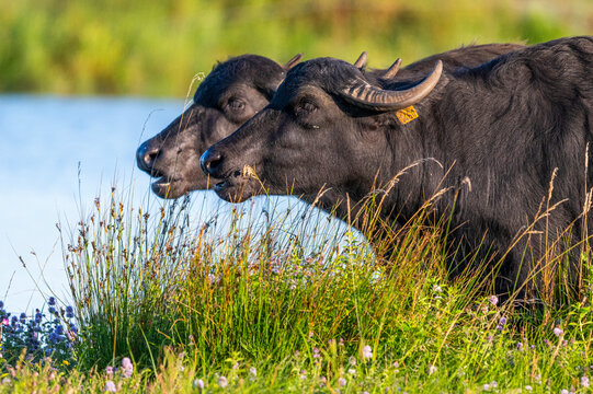 Bufflonnes, buffle d'eau pour l'&eacute;cop&acirc;turage
