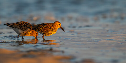 Bécasseau variable (Calidris alpina)