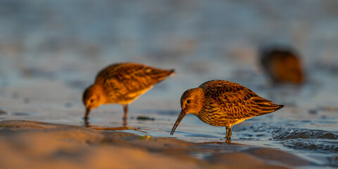 Bécasseau variable (Calidris alpina)