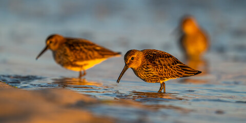 Bécasseau variable (Calidris alpina)