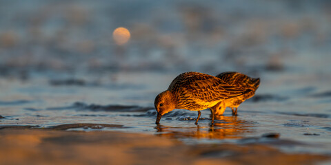 Bécasseau variable (Calidris alpina)