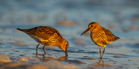 Bécasseau variable (Calidris alpina)