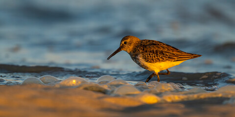 Bécasseau variable (Calidris alpina)