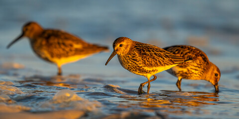 Bécasseau variable (Calidris alpina)