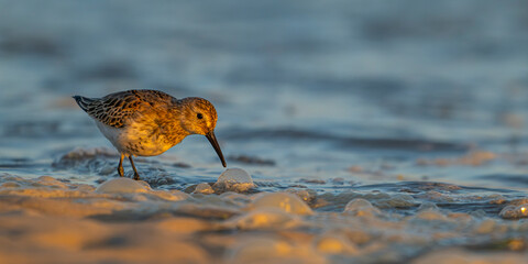 Bécasseau variable (Calidris alpina)