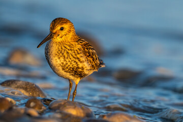 Bécasseau variable (Calidris alpina)