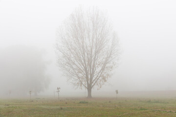 Foggy November morning in a park in Belgrade, Serbia
