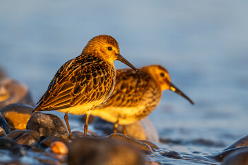 Bécasseau variable (Calidris alpina)
