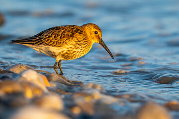 Bécasseau variable (Calidris alpina)