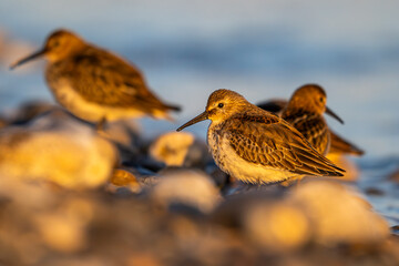 Bécasseau variable (Calidris alpina)