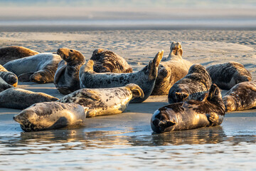 Phoques gris et phoques veau-marin à Berck-sur-mer © Alonbou