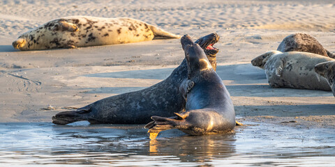 Phoques gris et phoques veau-marin à Berck-sur-mer © Alonbou