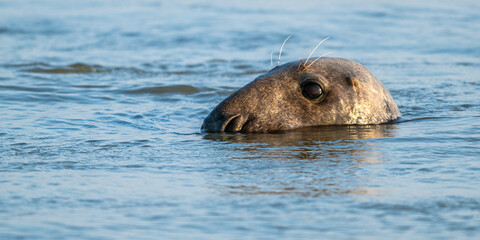 Obraz premium Phoques gris et phoques veau-marin à Berck-sur-mer