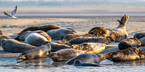 Phoques gris et phoques veau-marin à Berck-sur-mer © Alonbou