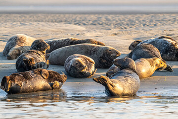 Phoques gris et phoques veau-marin à Berck-sur-mer © Alonbou