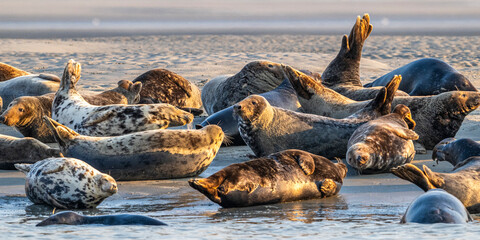 Phoques gris et phoques veau-marin à Berck-sur-mer © Alonbou