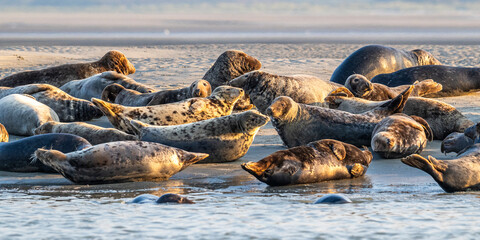 Phoques gris et phoques veau-marin à Berck-sur-mer © Alonbou