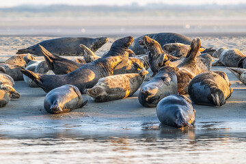 Phoques gris et phoques veau-marin à Berck-sur-mer © Alonbou