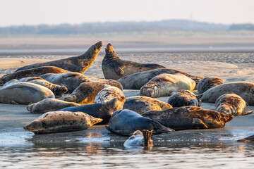 Phoques gris et phoques veau-marin à Berck-sur-mer © Alonbou