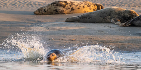 Phoques gris et phoques veau-marin à Berck-sur-mer © Alonbou