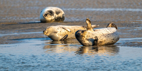 Phoques gris et phoques veau-marin à Berck-sur-mer © Alonbou
