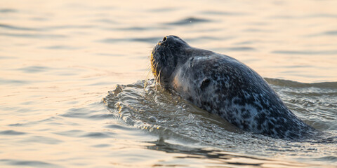 Phoques gris et phoques veau-marin à Berck-sur-mer © Alonbou