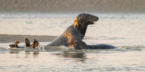 Phoques gris et phoques veau-marin à Berck-sur-mer © Alonbou