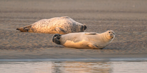 Phoques gris et phoques veau-marin à Berck-sur-mer © Alonbou