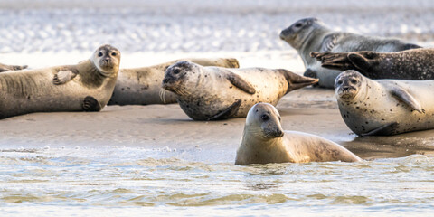 Phoques gris et phoques veau-marin à Berck-sur-mer © Alonbou