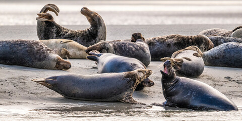 Phoques gris et phoques veau-marin à Berck-sur-mer © Alonbou