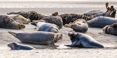 Phoques gris et phoques veau-marin à Berck-sur-mer © Alonbou
