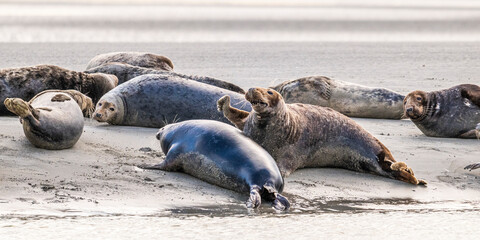 Phoques gris et phoques veau-marin à Berck-sur-mer