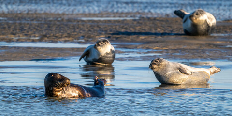 Phoques gris et phoques veau-marin à Berck-sur-mer © Alonbou
