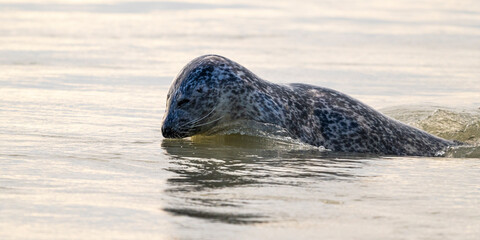Obraz premium Phoques gris et phoques veau-marin à Berck-sur-mer