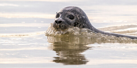 Obraz premium Phoques gris et phoques veau-marin à Berck-sur-mer
