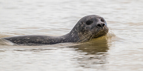 Phoques gris et phoques veau-marin à Berck-sur-mer © Alonbou